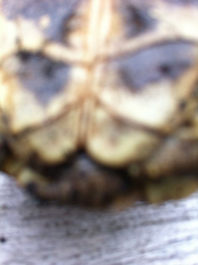 Identification tortue Img_0226