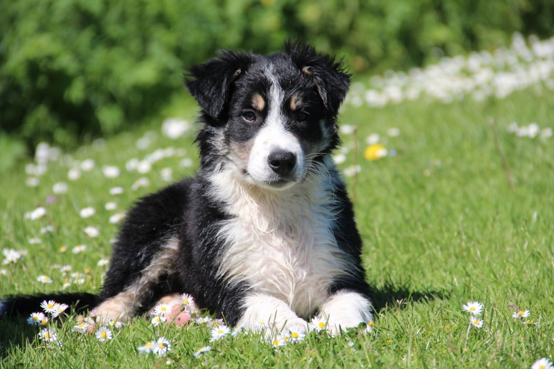 Houaf cherche une famille super sympa pour l'accueillir Chiots10