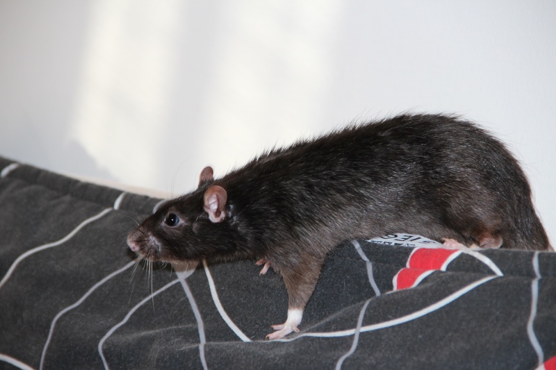rat mâle de 1 an à adopté dans le 49  Img_1712