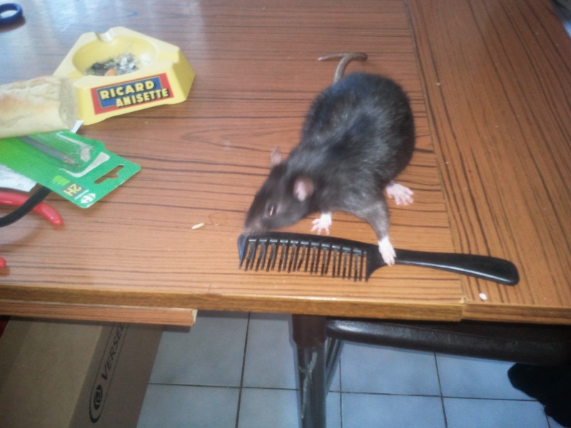 rat mâle de 1 an à adopté dans le 49  Photo011