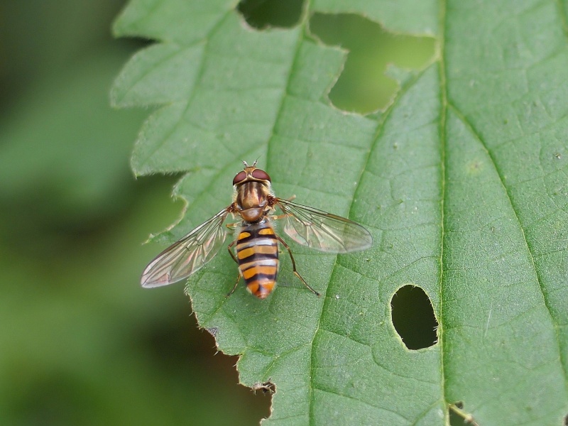 Abeille P8271013