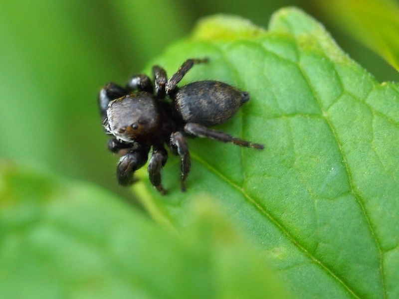 petite araignée sauteuse P9041910