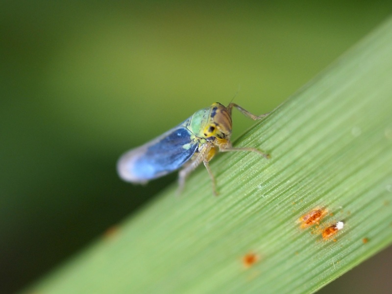 cicadelle verte mâle P9071911