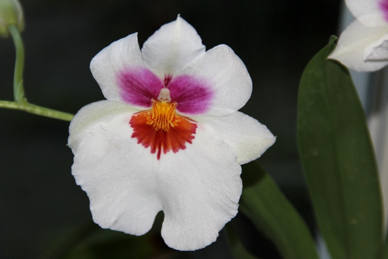 Orchideen 2011 - 2015 Teil 1 - Seite 6 Img_7913