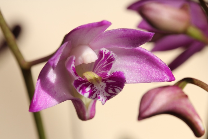 Orchideen 2011 - 2015 Teil 1 - Seite 6 Img_8210