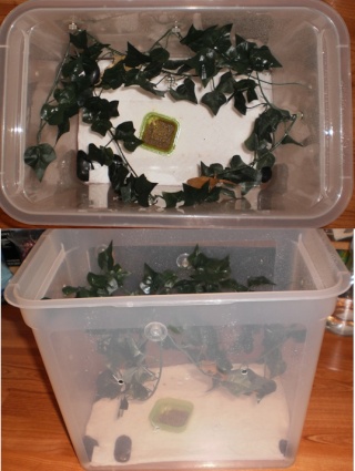 Crested Gecko Care Sheet By Me and Lindseym16! Babyta11