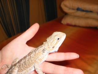 My New Beardie (Expo Purchase) Pc041510