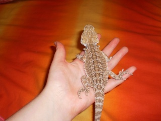 My New Beardie (Expo Purchase) Pc041511