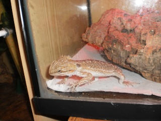 My New Beardie (Expo Purchase) Pc041512