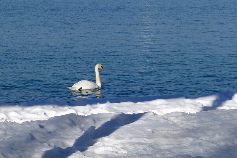 Eau, neige, cigne P1010010