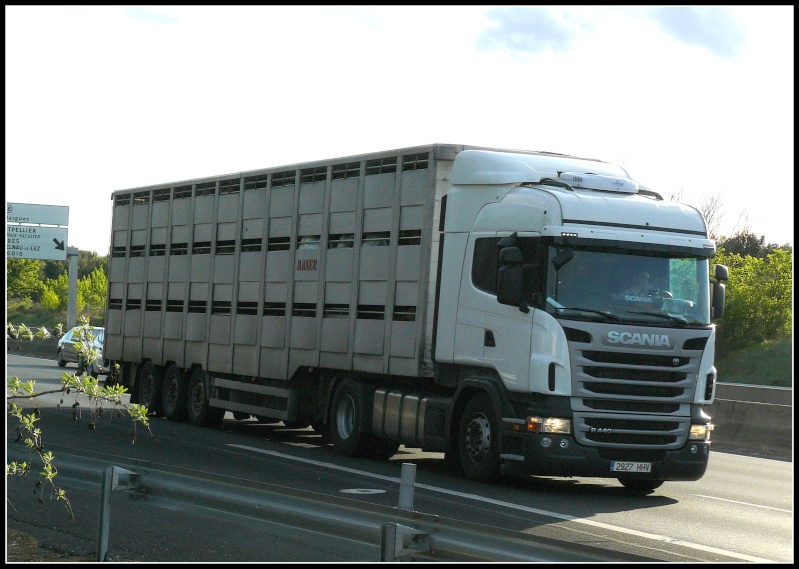 Scania série R relifté P1120011