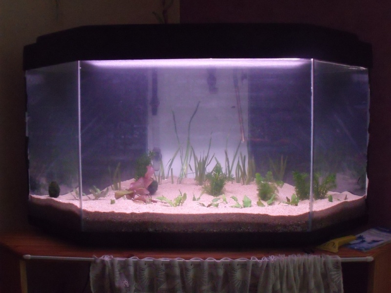  300L, 150L, 54L d'aquariofan80 - Page 3 00211