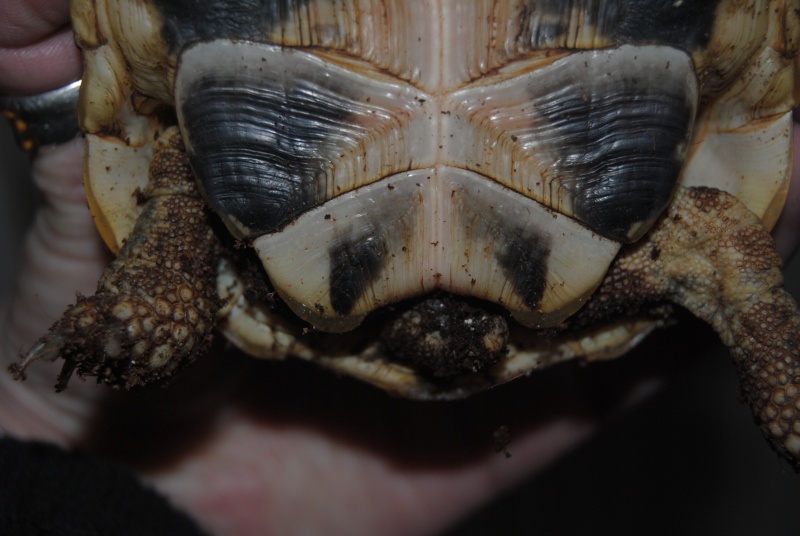 Sexage des tortues Boet. Dsc_0428