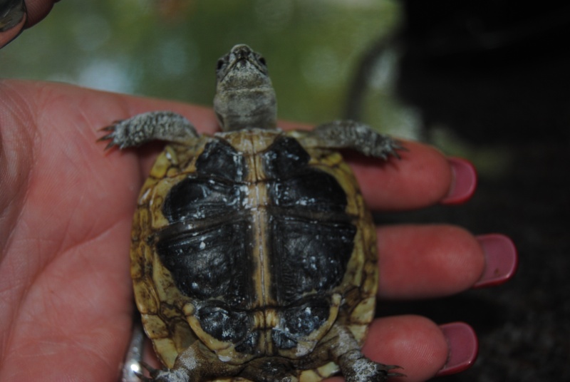 Petites Tortues URGENCE Dsc_1617