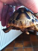 Sexage des tortues Boet. Tort_110