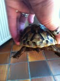 Sexage des tortues Boet. Tort_310