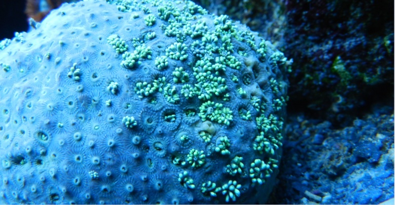 Quelques photos de mes coraux Captur14