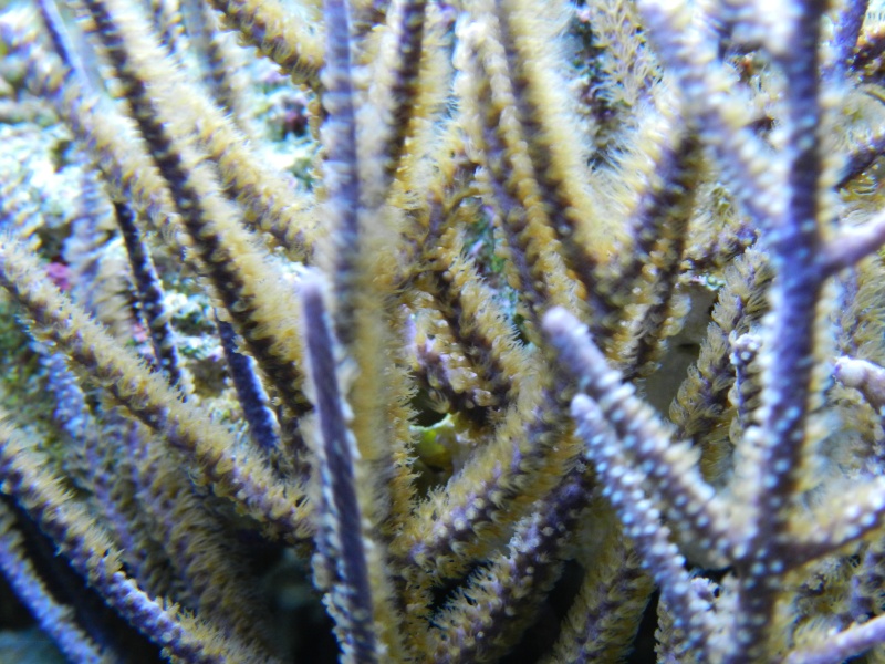 Quelques photos de mes coraux Dscn0220