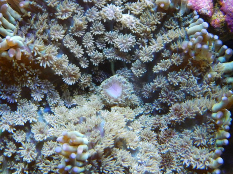 Quelques photos de mes coraux Dscn0521