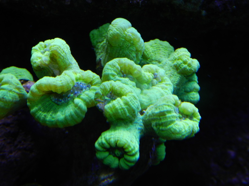 Quelques photos de mes coraux Dscn0623