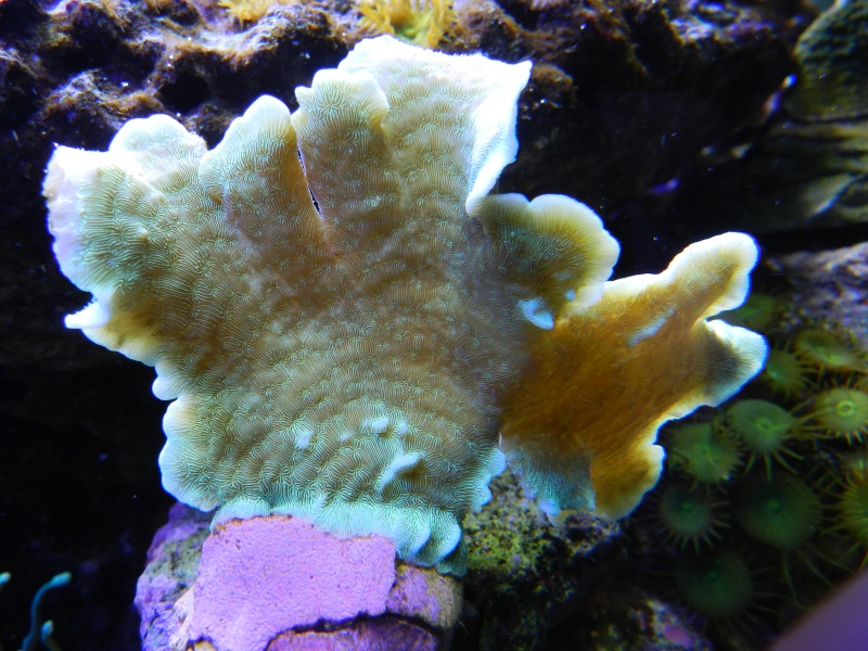 Quelques photos de mes coraux Dscn0624