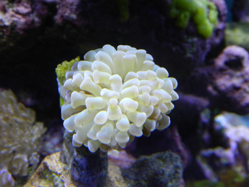 Quelques photos de mes coraux Dscn0627
