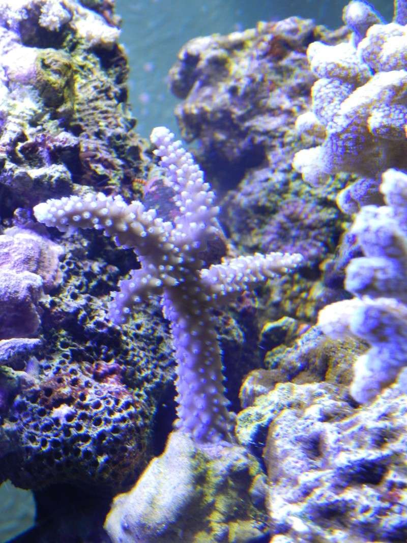 Quelques photos de mes coraux Dscn0631