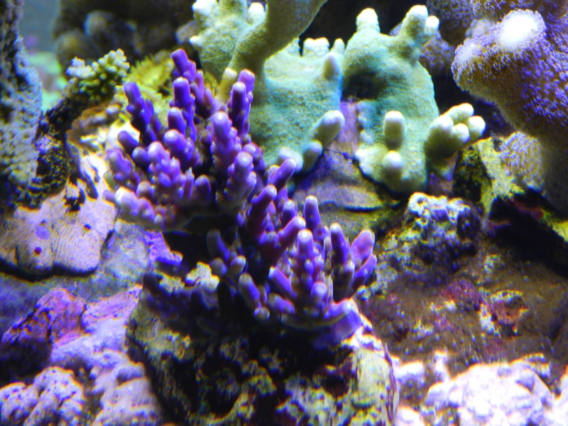 Quelques photos de mes coraux - Page 2 Dscn0720