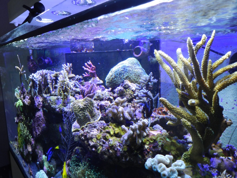 Quelques photos de mes coraux - Page 2 Dscn0722
