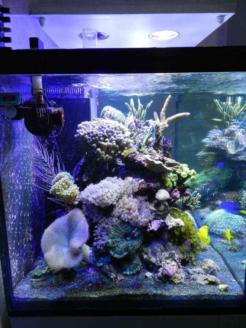 Quelques photos de mes coraux - Page 2 Dscn0723