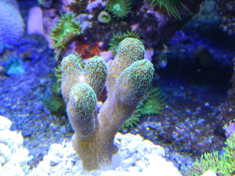 Quelques photos de mes coraux - Page 2 Dscn0818