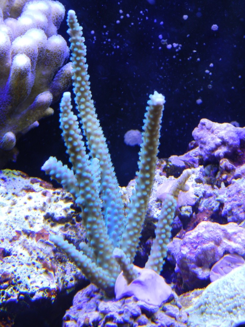 Quelques photos de mes coraux - Page 2 Dscn0819