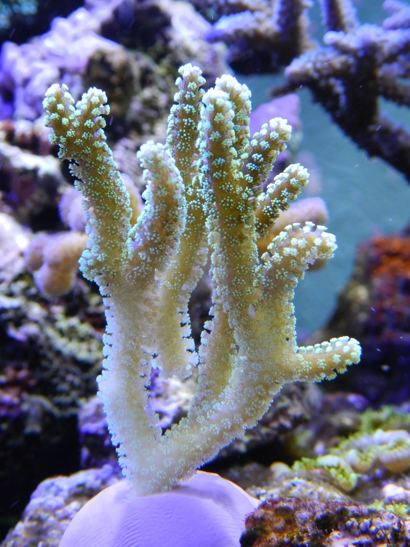 Quelques photos de mes coraux - Page 2 Dscn0820