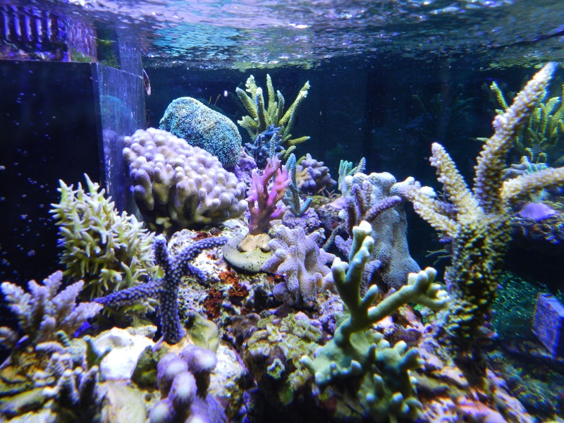 Quelques photos de mes coraux - Page 2 Dscn0822