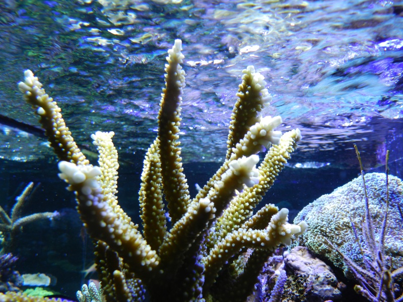 Quelques photos de mes coraux - Page 2 Dscn0823