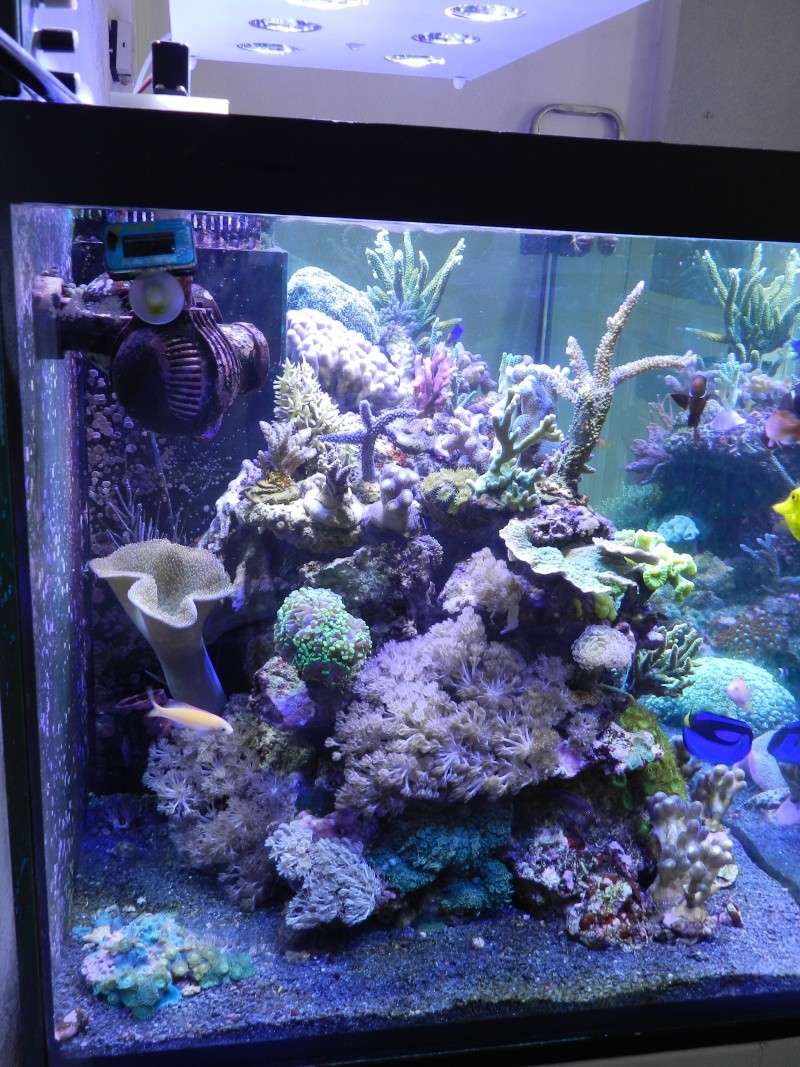 Quelques photos de mes coraux - Page 3 Dscn0829