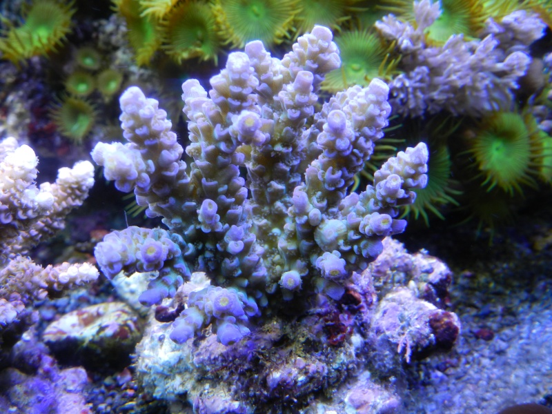 Quelques photos de mes coraux - Page 4 Dscn0846