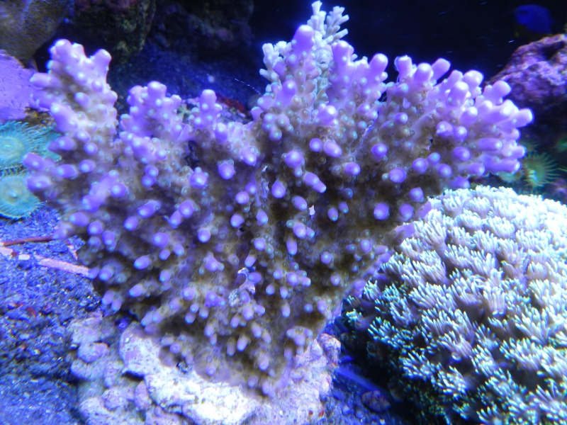 Quelques photos de mes coraux - Page 4 Dscn0910