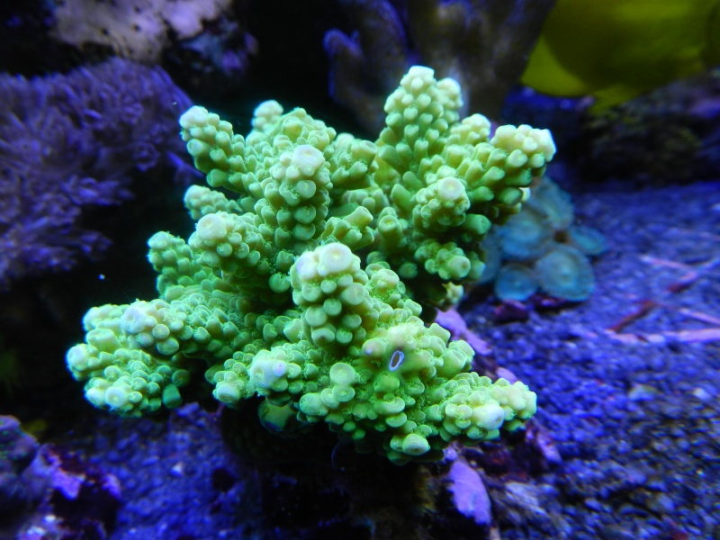 Quelques photos de mes coraux - Page 4 Dscn0911