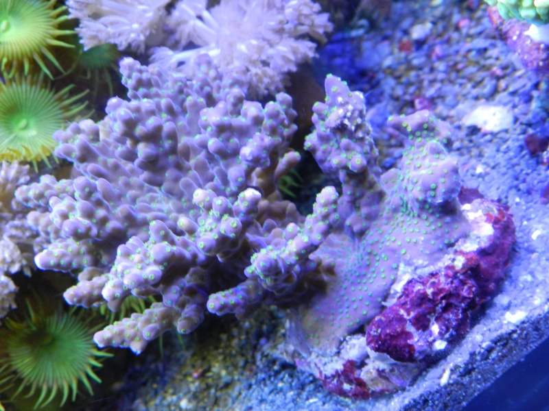 Quelques photos de mes coraux - Page 4 Dscn0912