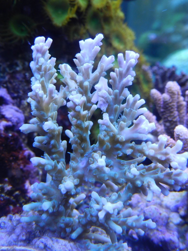 Quelques photos de mes coraux - Page 4 Dscn0913
