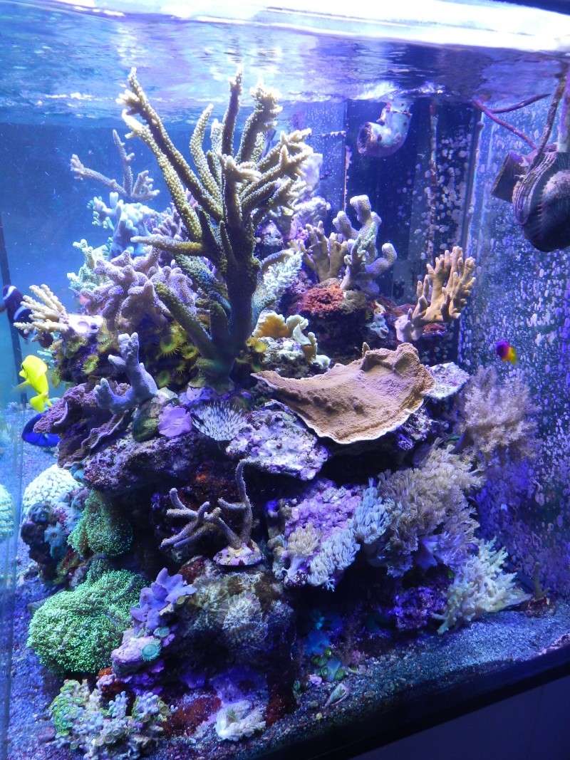 Quelques photos de mes coraux - Page 4 Dscn1014