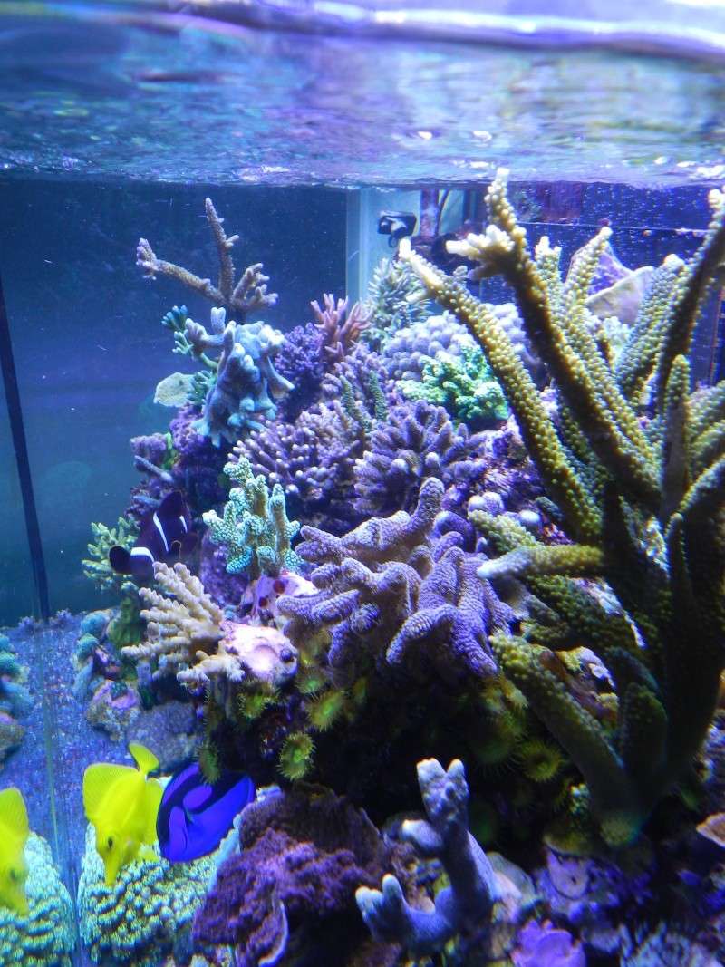 Quelques photos de mes coraux - Page 4 Dscn1015