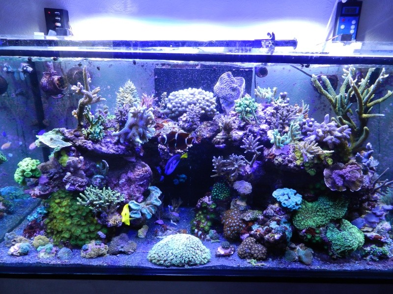 Quelques photos de mes coraux - Page 4 Dscn1016