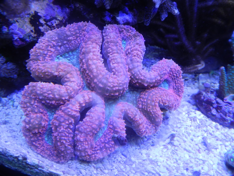 Quelques photos de mes coraux - Page 5 Dscn1135