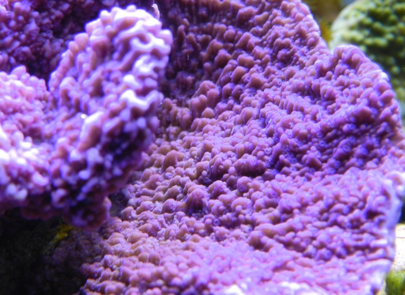 Quelques photos de mes coraux - Page 2 Platea10