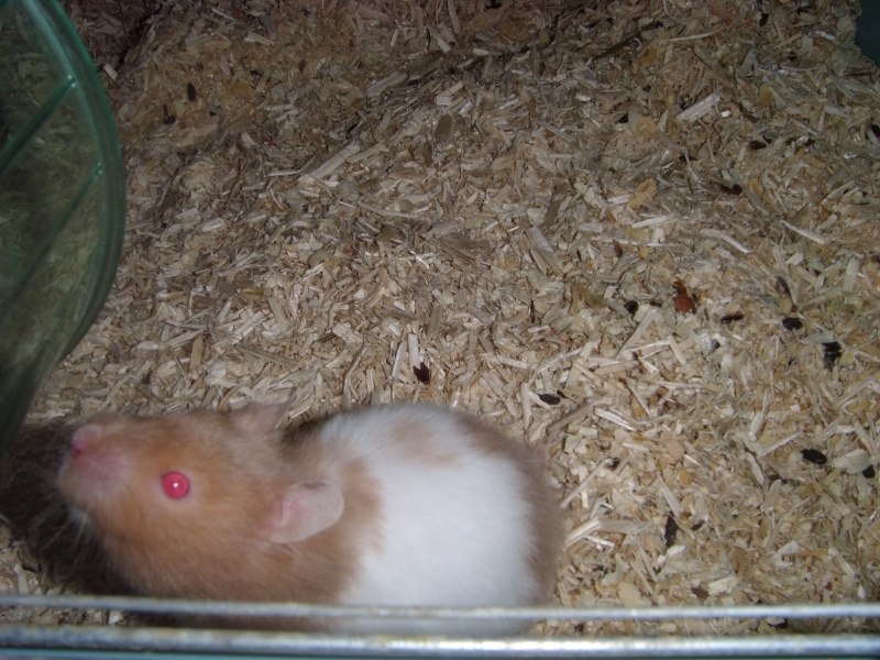 Hamsters dorés (69) St832815