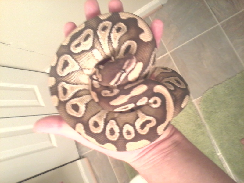 just a few of my snakes was cleanin cages tonight. Grumph10