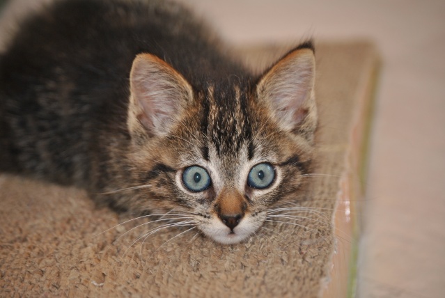 Minimousse, chaton né le 1 septembre 2011 Fa_13310