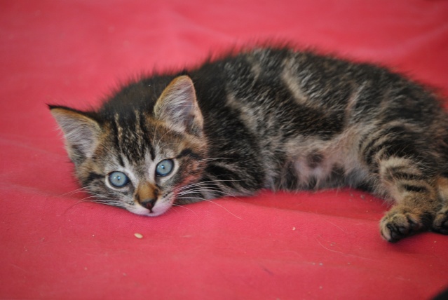 Minimousse, chaton né le 1 septembre 2011 Fa_13610